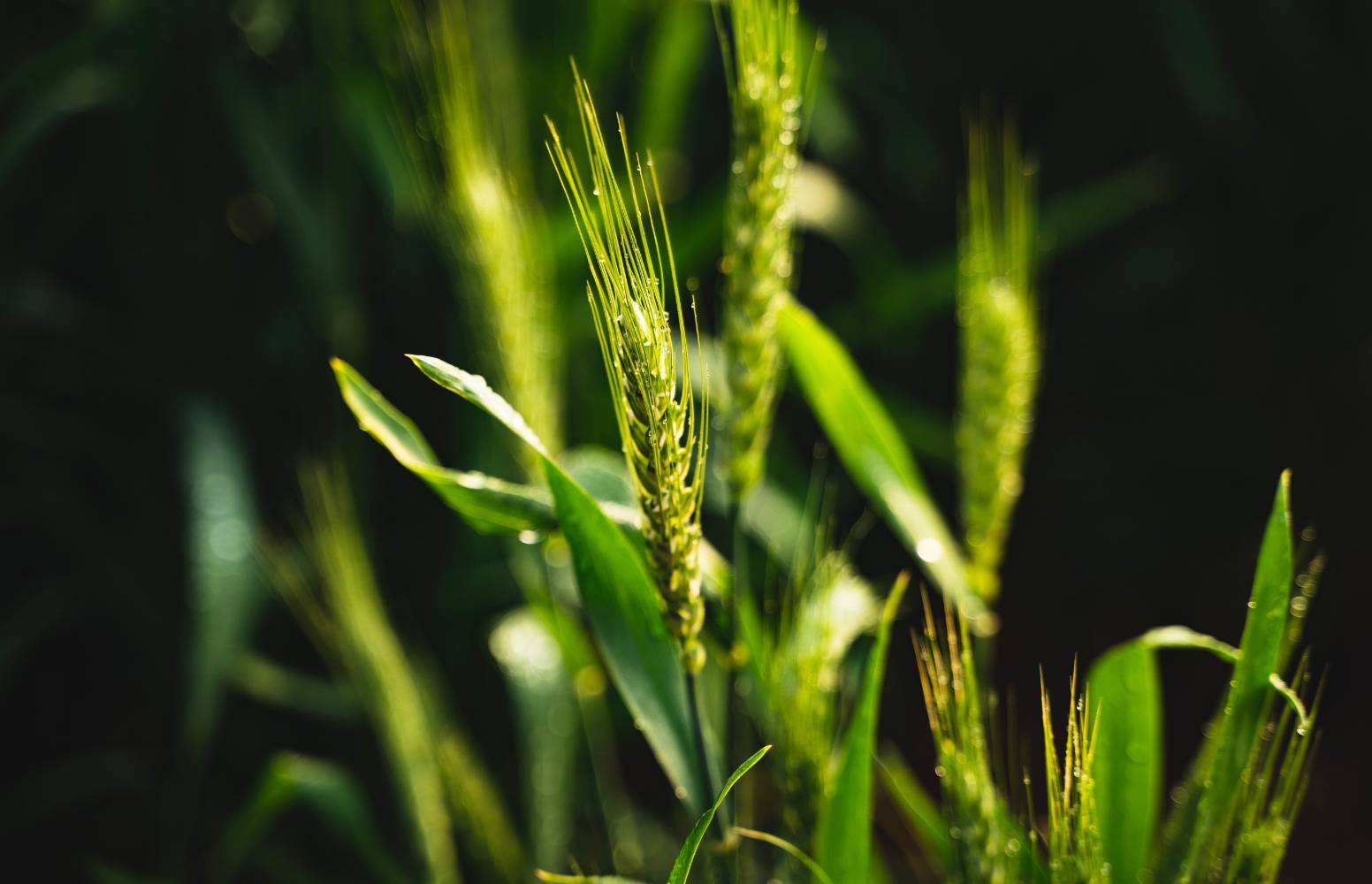 Agriscience