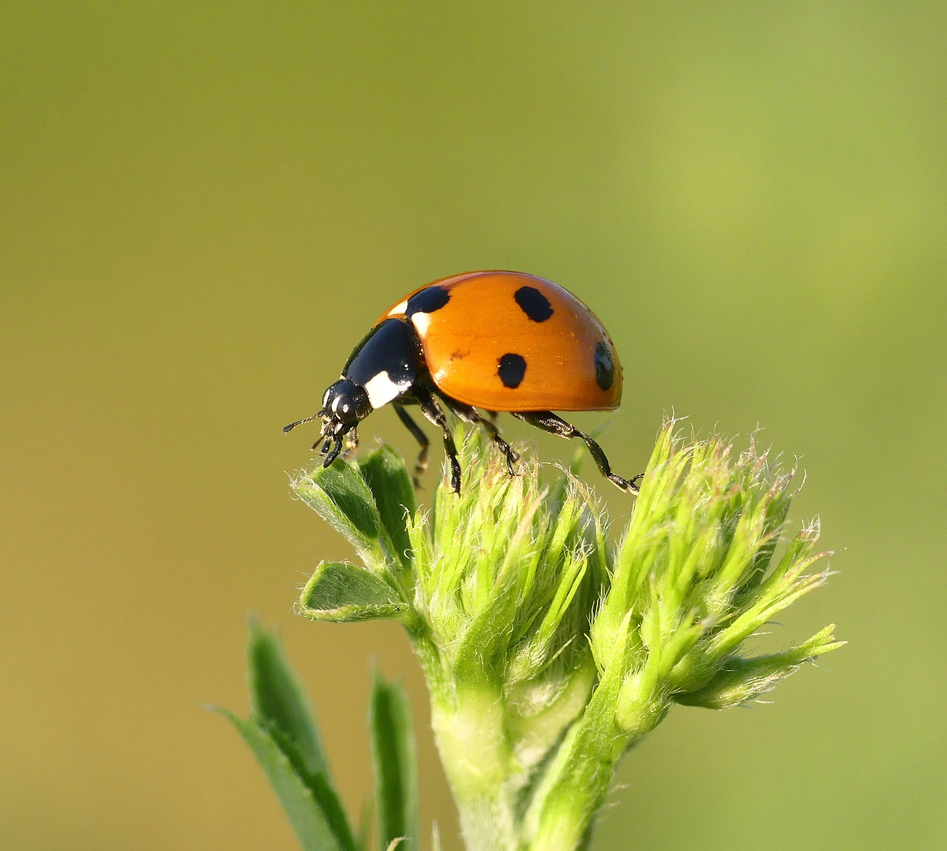 sue-thomas-906sxg0humM-unsplash